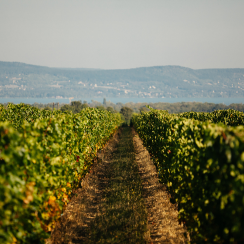 lellei vörös mood2