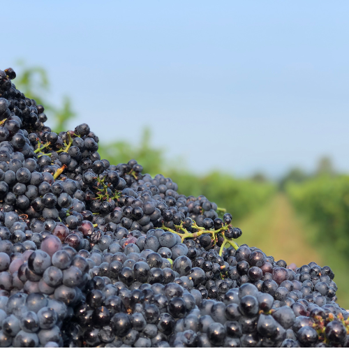 lellei vörös mood4