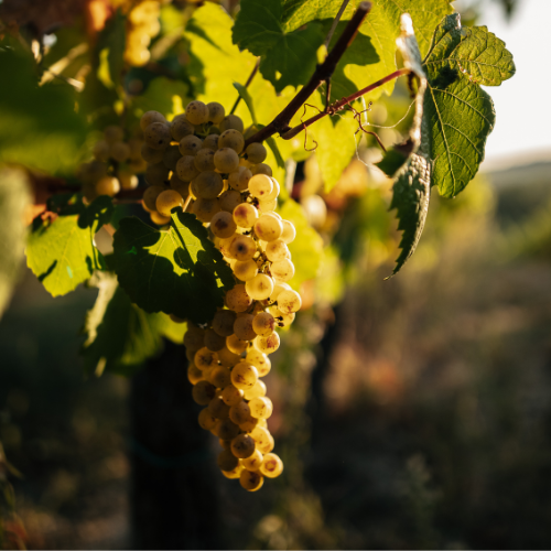 prémium fehér mood4