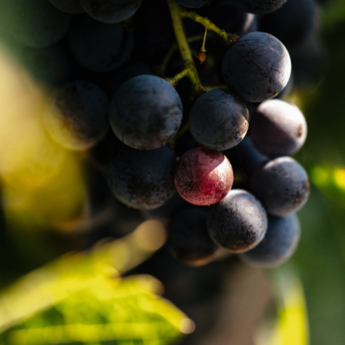 prémium vörös mood3