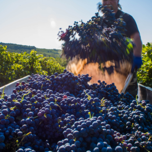 prémium vörös mood5